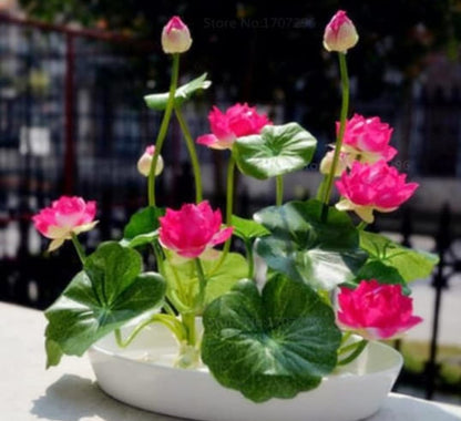 Lotus Flower Seeds